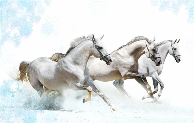 Beautiful Horses - 2.jpg