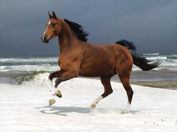 roznite - horse-sea.jpg