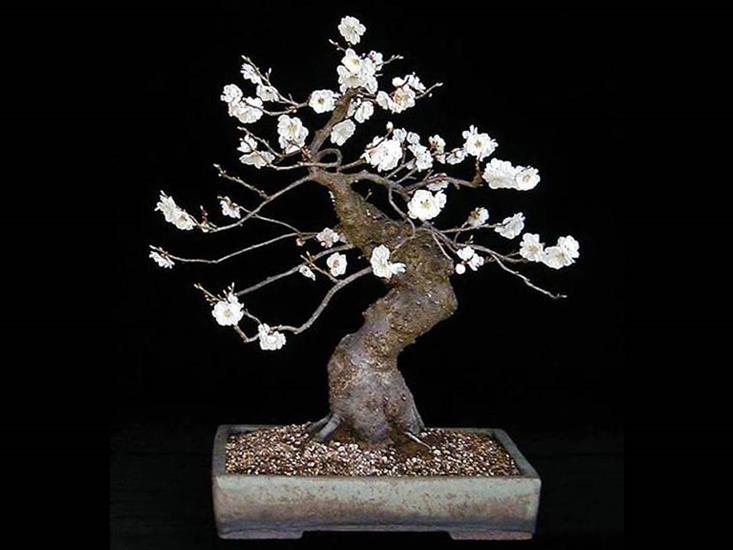    Drzewka  Bonsai   - bonsai 30.JPG