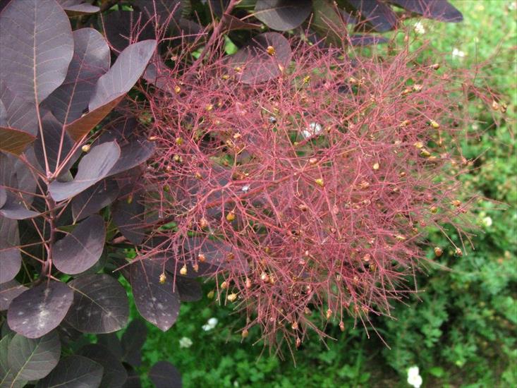 Szata roślinna - Cotinus coggygria Royal Purple - perukowiec podolski 2.jpg