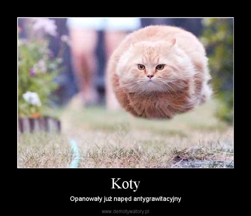 O kotach - Koty.jpg