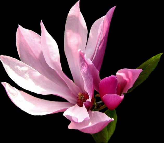 WIOSENNE PNG ROZMAITE - magnolia.png