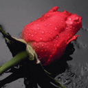 Galeria - Róża czerwona.jpg