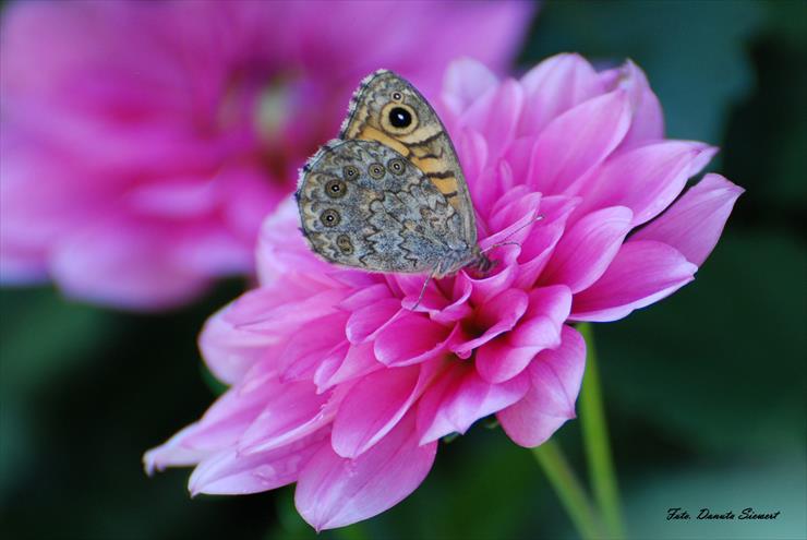 Strzępotek soplaczek. Coenonympha tullia - DSC_9484A.jpg