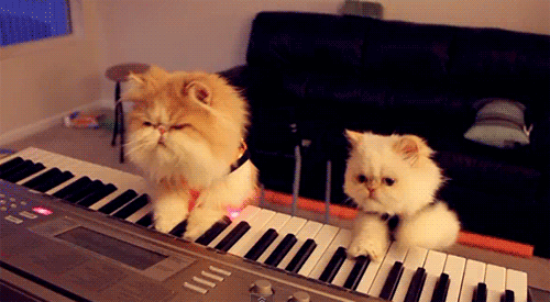 kotki - muzykanci.gif