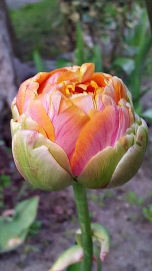 tulipany - 20170513_190010.jpg