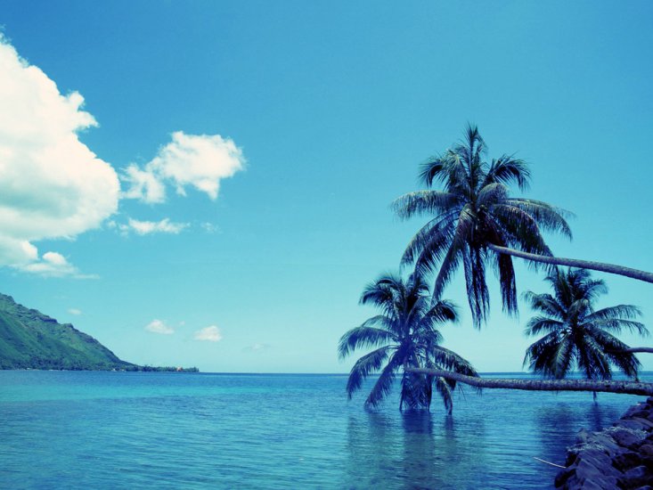 TAPETY NA PULPIT - Palms-hanging-above-the-Water-1920x1440-wide-wallpapers.net.jpg